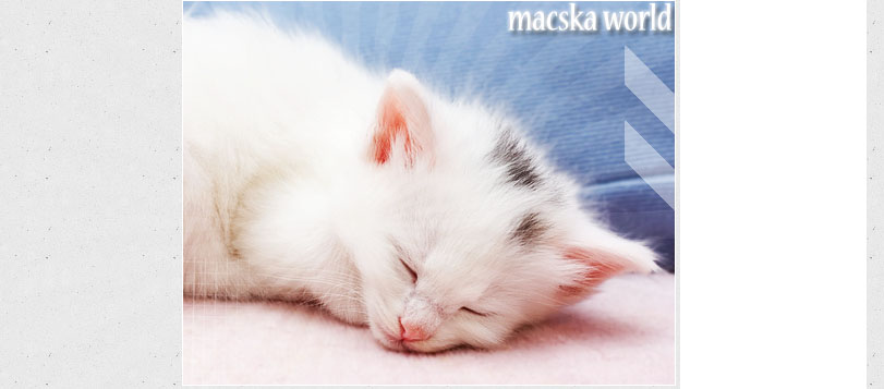 Macska World - Mindennk a macska